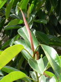 Rubber bush